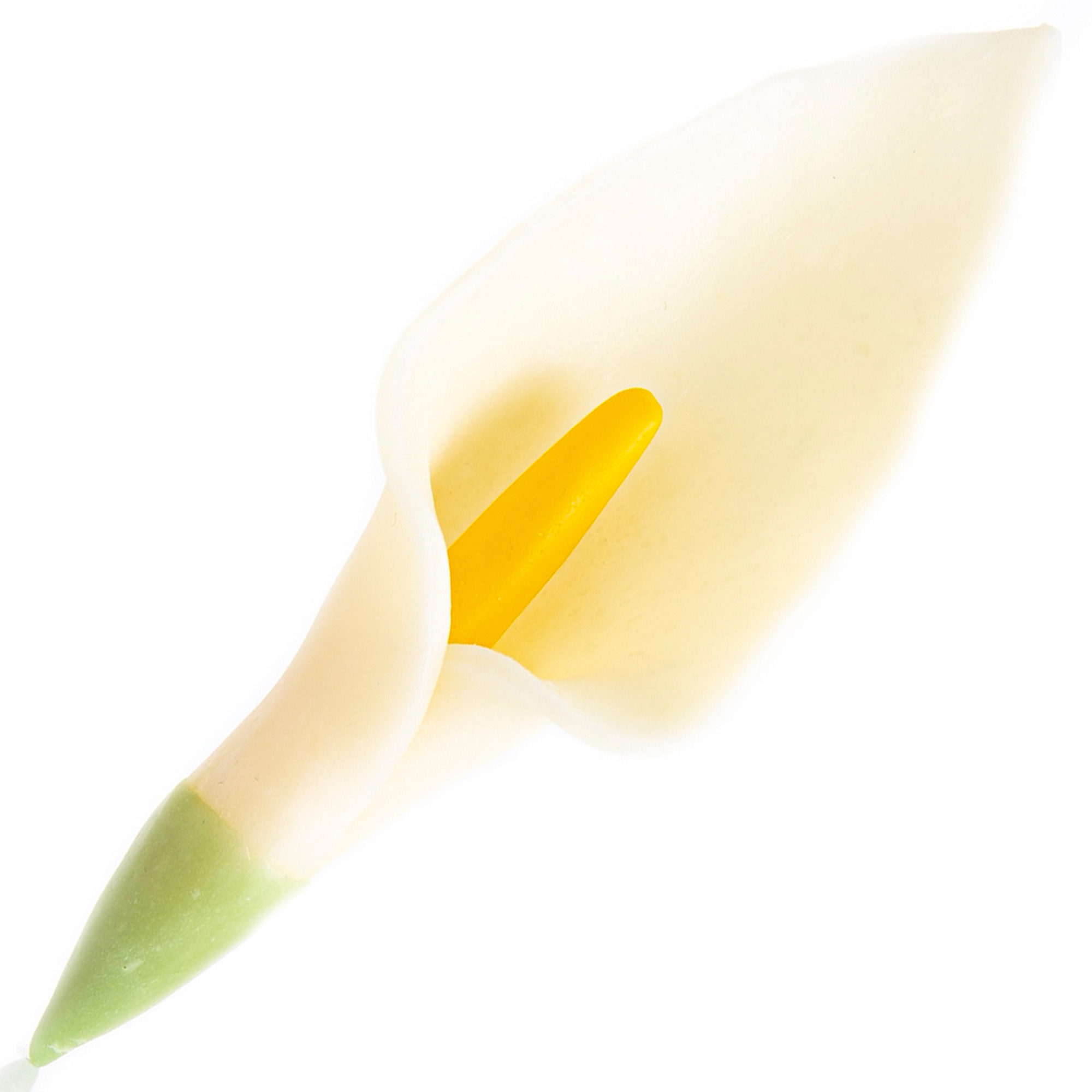 CALLA BLÜTEN, WEISSE SCHOKOLADE